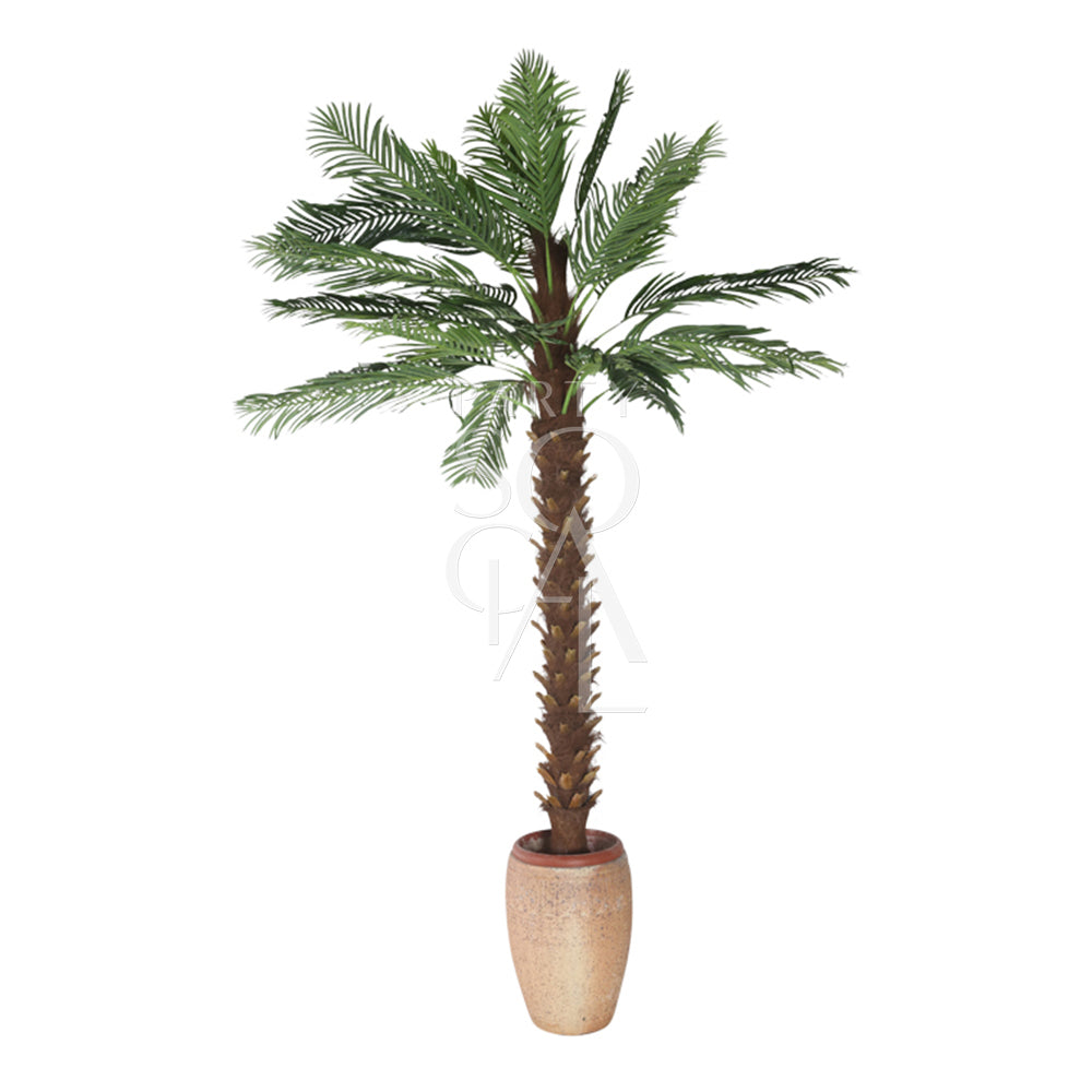 Elegant palm tree with lush, feathery fronds and a tall, slender trunk. The tree’s vibrant green leaves and tropical appearance add a touch of exotic beauty to outdoor spaces, gardens, or interior decor, evoking a relaxed, beachside atmosphere.