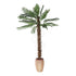 Elegant palm tree with lush, feathery fronds and a tall, slender trunk. The tree’s vibrant green leaves and tropical appearance add a touch of exotic beauty to outdoor spaces, gardens, or interior decor, evoking a relaxed, beachside atmosphere.